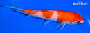 5.5" KOHAKU