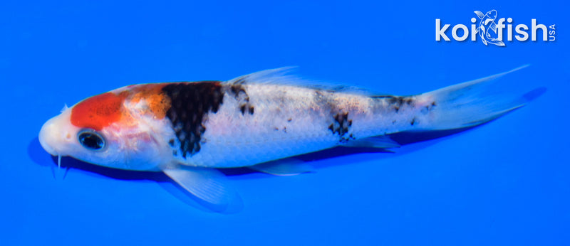 5.25" SANKE
