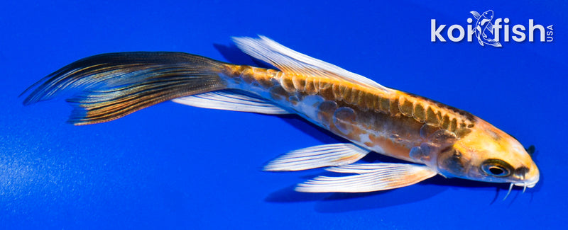 5" ARAGOKE BENI KIKOKURYU BUTTERFLY