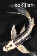 7.5" KIKOKURYU BUTTERFLY