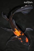 10.75" GINRIN HI UTSURI BUTTERFLY