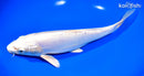 9.75" LEATHER PLATINUM OGON