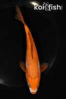 6.5" OCHIBA SHIGURE