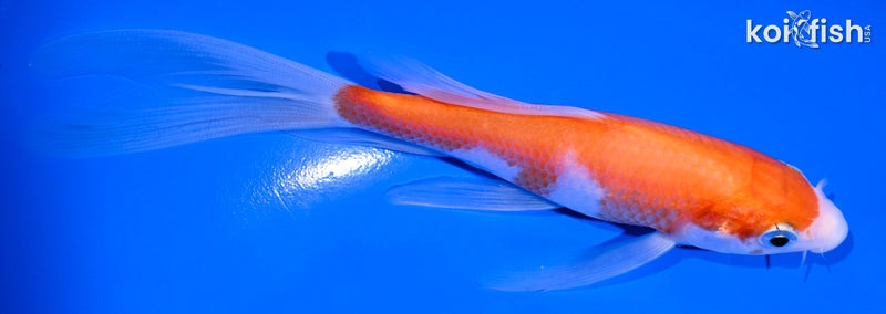5.5" KOHAKU BUTTERFLY