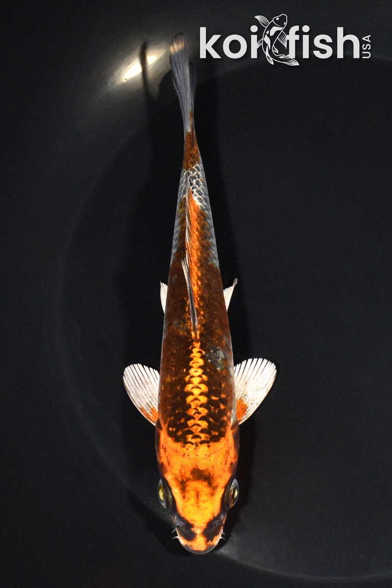 5.75" BENI GINGA