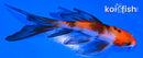 4.5" SANKE BUTTERFLY
