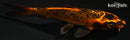 5" ORENJI MATSUBA