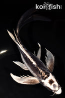 9.25" KIKOKURYU BUTTERFLY