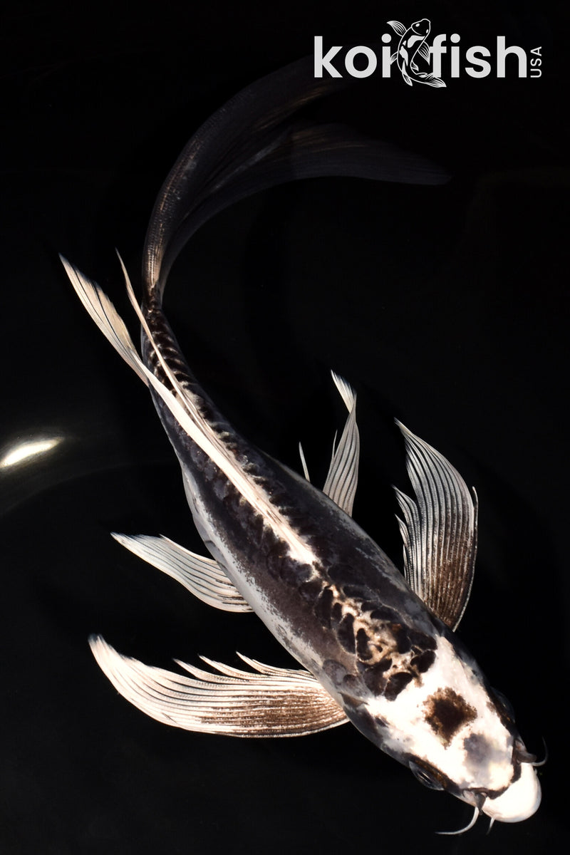 Koi Fish for Sale | Buy Koi Online | Koi Fish USA – Page 59