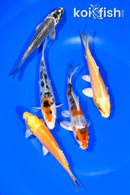 PACK OF (5) 4.25-4.5" STANDARD KOI