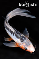 9.75" SHUSUI BUTTERFLY