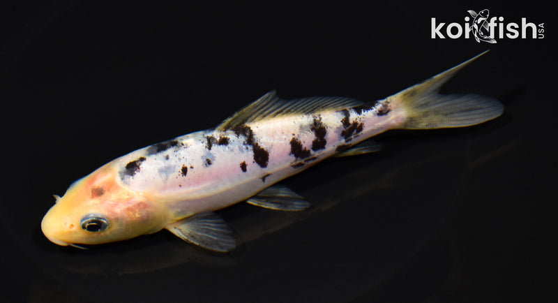 5.75" SHIRO BEKKO
