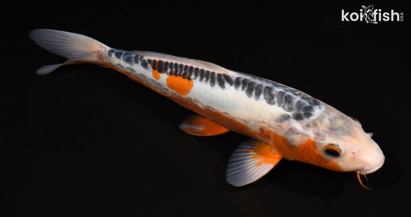 12.25" HI SHUSUI