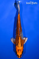 7.25" BENI GINGA