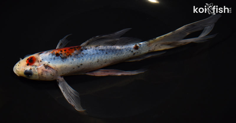 8.75" SHUBUNKIN GOLDFISH