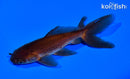 5.5" WATONAI GOLDFISH