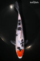 8.25" DOITSU TANCHO SANKE