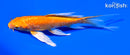 5.5" ARAGOKE ORENJI OGON BUTTERFLY