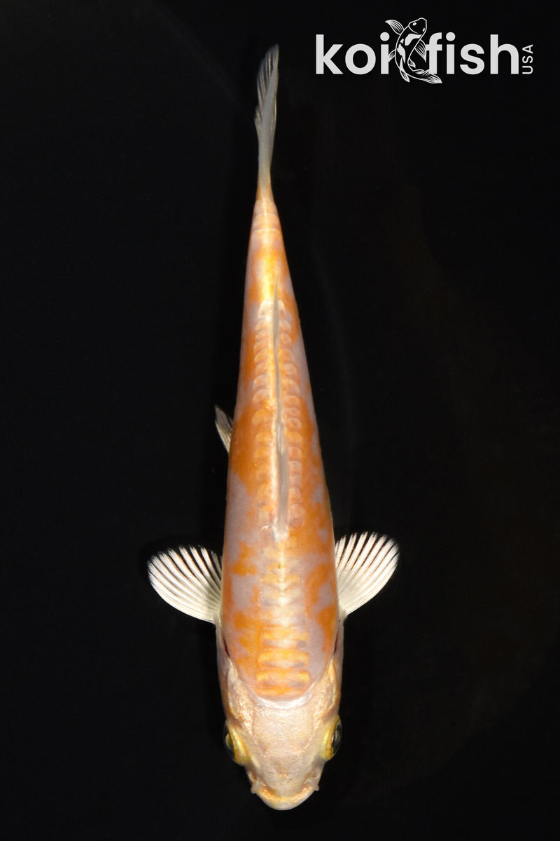 3.75" KIKUSUI