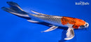 9.5" BENI GINGA BUTTERFLY