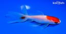 5.25" SARASA WATONAI GOLDFISH
