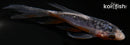 4.75" SHUSUI BUTTERFLY