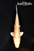 5" GINRIN ARAGOKE LEMON HARIWAKE