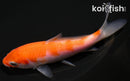 4.75" KOHAKU