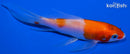4.25" KOHAKU BUTTERFLY