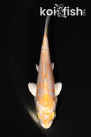 3.75" DOITSU HARIWAKE