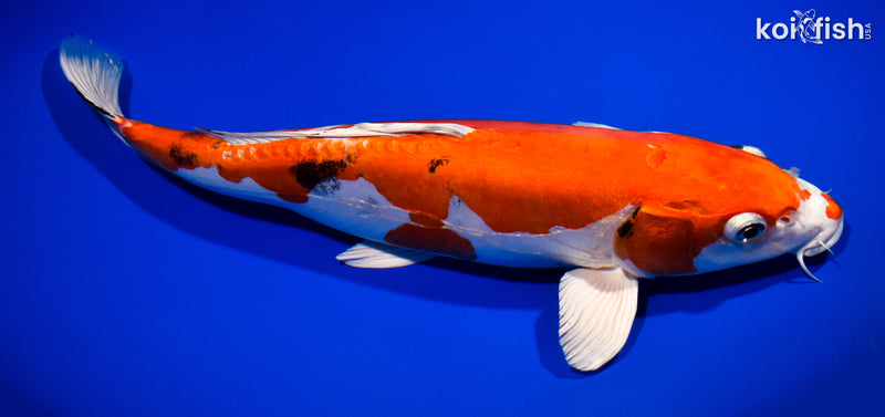 13.75" HEISEI NISHIKI