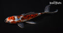 8" SHUBUNKIN GOLDFISH