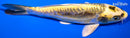 7.75" KIN KIKOKURYU