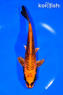 7.25" ORENJI MATSUBA