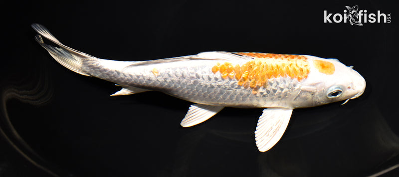 8.5" GINRIN MARUTEN YAMATO NISHIKI