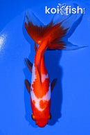 5" WATONAI GOLDFISH