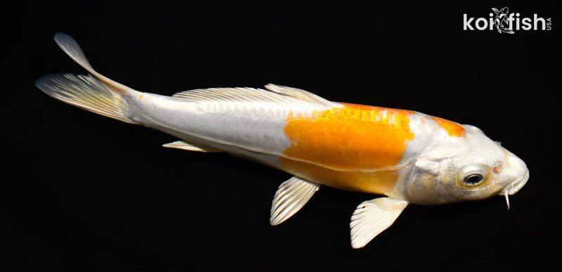 9" KIKUSUI
