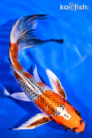 7.75" KUJAKU BUTTERFLY