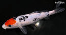8.25" DOITSU TANCHO SANKE