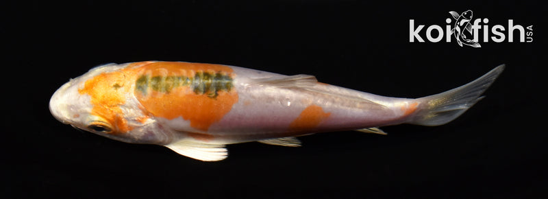 3.75" HEISEI NISHIKI