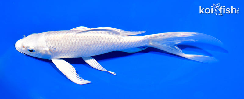 7.25" PLATINUM OGON BUTTERFLY