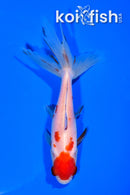 5.25" WATONAI GOLDFISH