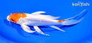 7.5" KIKUSUI BUTTERFLY