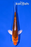 4" BENI KIKOKURYU