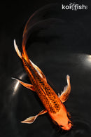 8.25" ORENJI MATSUBA BUTTERFLY