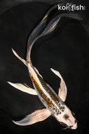 8" KIN KIKOKURYU BUTTERFLY