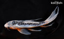 9.75" SHUSUI BUTTERFLY