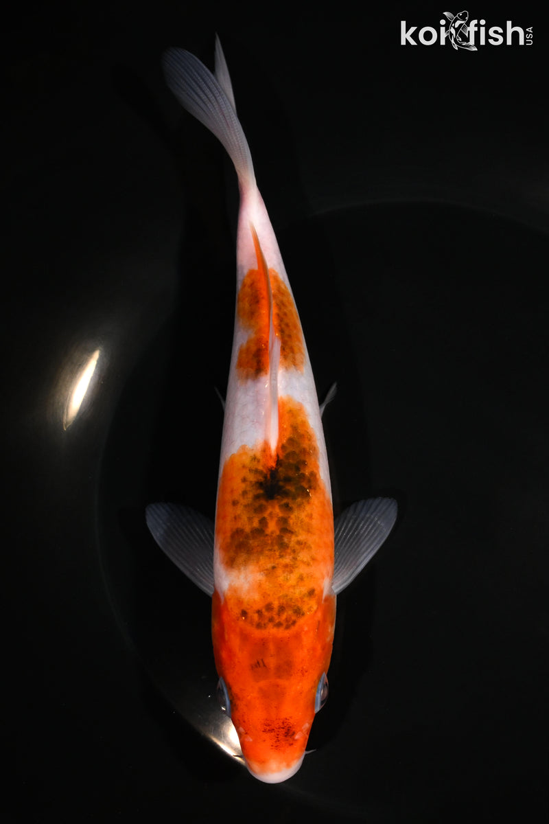 7" GOROMO