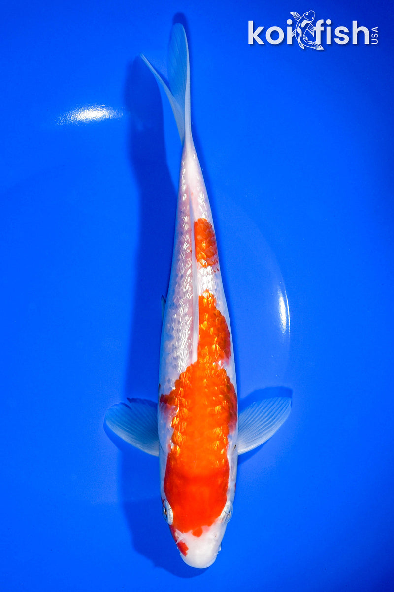 8.5" GINRIN KOHAKU
