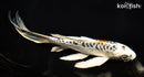 7.75" ARAGOKE KUJAKU BUTTERFLY